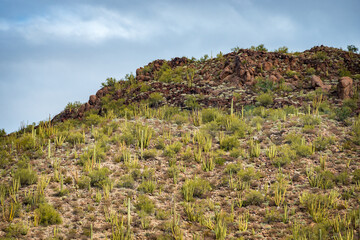 Fototapeta na wymiar Hill Side View of the Cactus at Organ Pipe Cactus National Monument