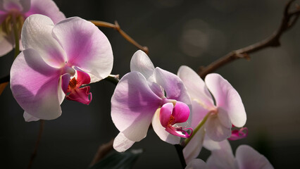 Fototapeta na wymiar Vibrant pink and white orchids with shadowed background.