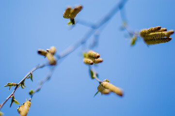 Blossoming birch branches with earrings in early spring, landscape