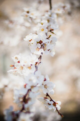 Spring blooming cherry orchard close-up macro