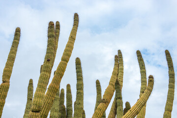 The Cactus of Organ Pipe Cactus National Monument