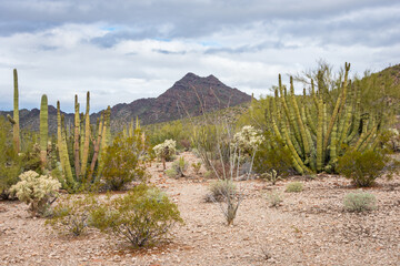 The Cactus of Organ Pipe Cactus National Monument