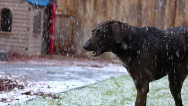 Slow Motion Shot Of Labrador Retriever Sticking Out Tongue In Snowfall At Backyard - Arvada, Colorado