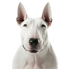 Closeup adorable bull terrier with ravishing detail on isolated background.