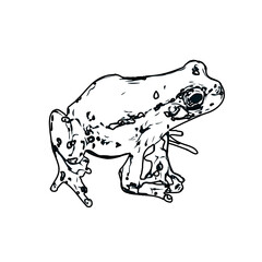 black and white sketch of a frog with transparent background