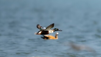 The northern shoveler (Spatula clypeata) male	