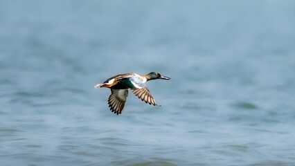 The ruddy shelduck (Tadorna ferruginea)	