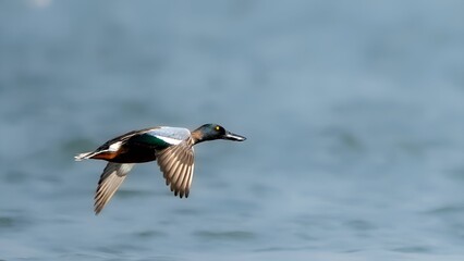 The northern shoveler (Spatula clypeata) male	
