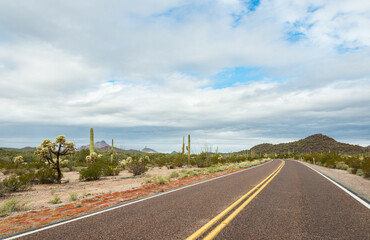 The Road Through Organ Pipe Cactus National Monument