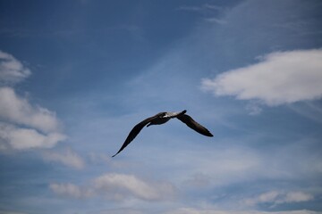 seagull in flight
