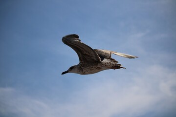 seagull in flight