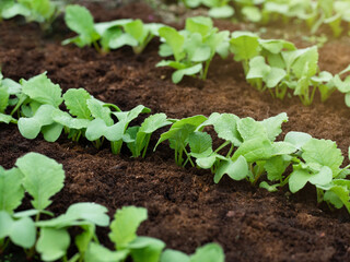 Young shoots of radish growing from the ground in rows. Selective focus. Vegetarianism. Vegetables in the greenhouse.