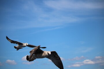 seagull in the sky