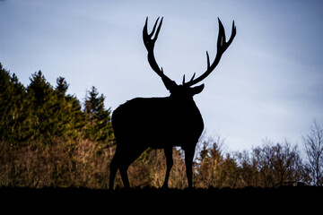 Silhouette of a majestic deer