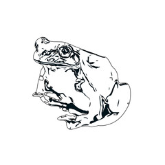 black and white sketch of a frog with transparent background