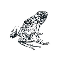 black and white sketch of a frog with transparent background