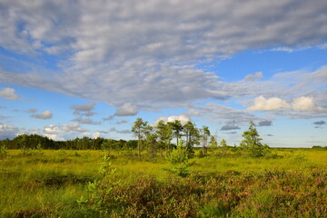 summer sky with clouds and green grass field.  desktop screensaver.