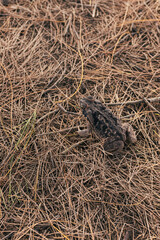 camouflaged brown frog