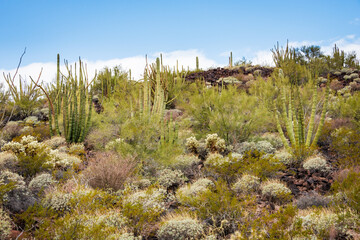 Cactus Filled Landscape of Organ Pipe Cactus National Monument