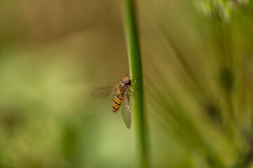 Macro insecte