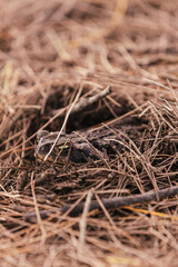 camouflaged brown frog