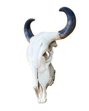 bull skull isolated on white