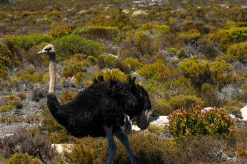 Ostrich Cape of Good Hope, South Africa