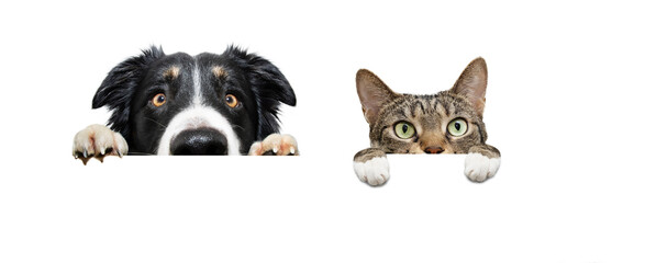 Banner  curiousy pets, dog and cat looking hanging its paws on a blank. Isolated on white background