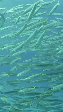 Vertical vedeo, Close-up of Many Barracuda floating in the water column, Slow motion. Samera swims slowly through a school of Yellow-tailed Barracuda (Sphyraena flavicauda) in the blue water
