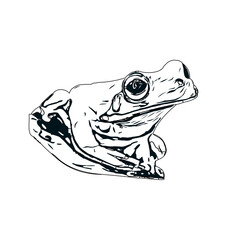 black and white sketch of a frog with transparent background