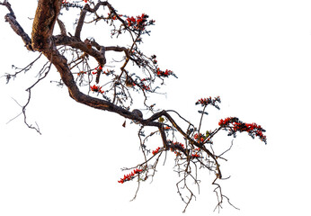 Bastard Teak tree isolate with transparent background.