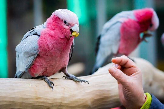 pair of parrots