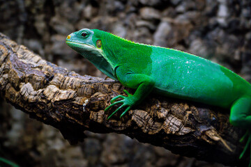 Fototapeta premium lizard on a tree