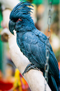 blue and yellow macaw