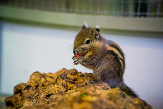 squirrel eating nut