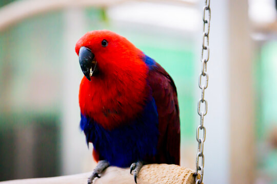 red and yellow macaw