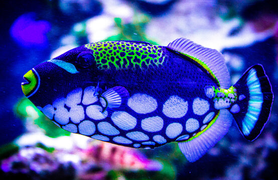 fish in aquarium