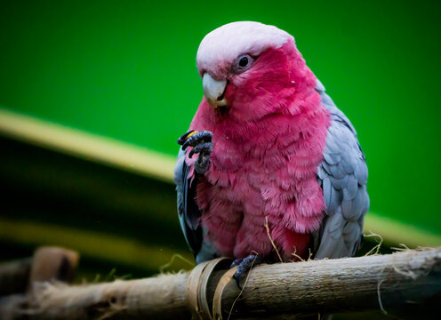 red and yellow macaw