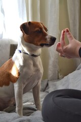 Jack Russell Terrier breed dog sits on the couch and looks at the treat in the owner's hand, a treat for dogs, a dog and a treat, the dog reaches for a piece of treat