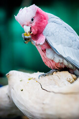 blue and yellow macaw