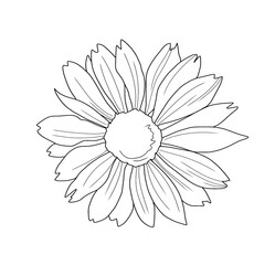 Chamomile line art with yellow watercolor background