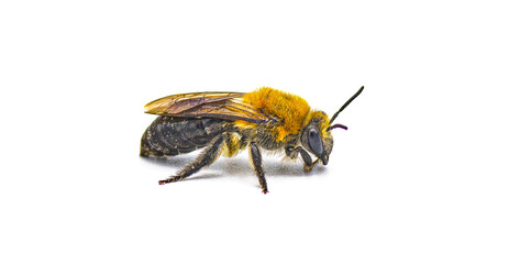 Rufous backed Cellophane Bee - Colletes thoracicus - side view isolated on white background