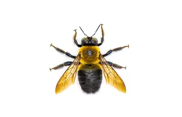 Photo sur Plexiglas Abeille Male Eastern carpenter bee - Xylocopa virginica - dorsal view from above.  Isolated cutout on white background