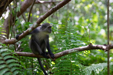 Witness the unique Red Colobus Monkey in the Jozani Chwaka Bay National Park, located in Zanzibar, Tanzania. This protected area is a wildlife haven on the shores of the Indian Ocean in Africa.
