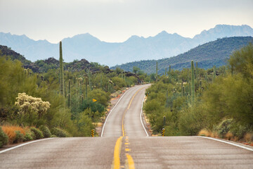 The Road Through Organ Pipe Cactus National Monument