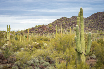 Cactus Filled Landscape of Organ Pipe Cactus National Monument