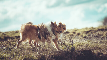 Zwei sable Collies britisch outdoor spielend mit blauem Himmel