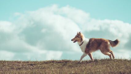 Amerikanischer Collie Junghund outdoor blauer Himmel