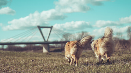 Zwei sable Collies britisch outdoor  von hinten mit blauem Himmel