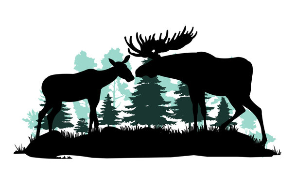 recommend clip art: Elk male with large horns and with female moose cow. Glade in coniferous forest. Silhouette picture. Pine spruce taiga. Animals in wild. Isolated on white background. Vector.